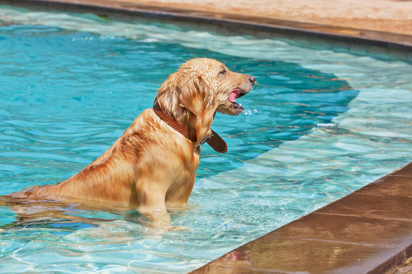 Dog Swimming & Diving Moraine OH - Become A Member | Splash Your Pup - dogdiver
